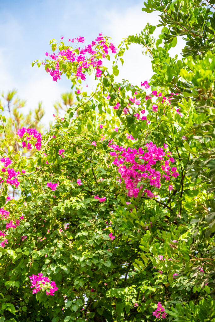 Vibrant pink bougainvillea blooming against blue sky in Lebanon